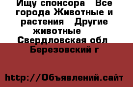 Ищу спонсора - Все города Животные и растения » Другие животные   . Свердловская обл.,Березовский г.